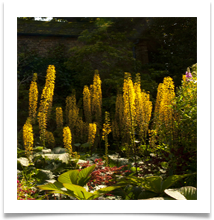 Golden Garden - Gina Armstrong